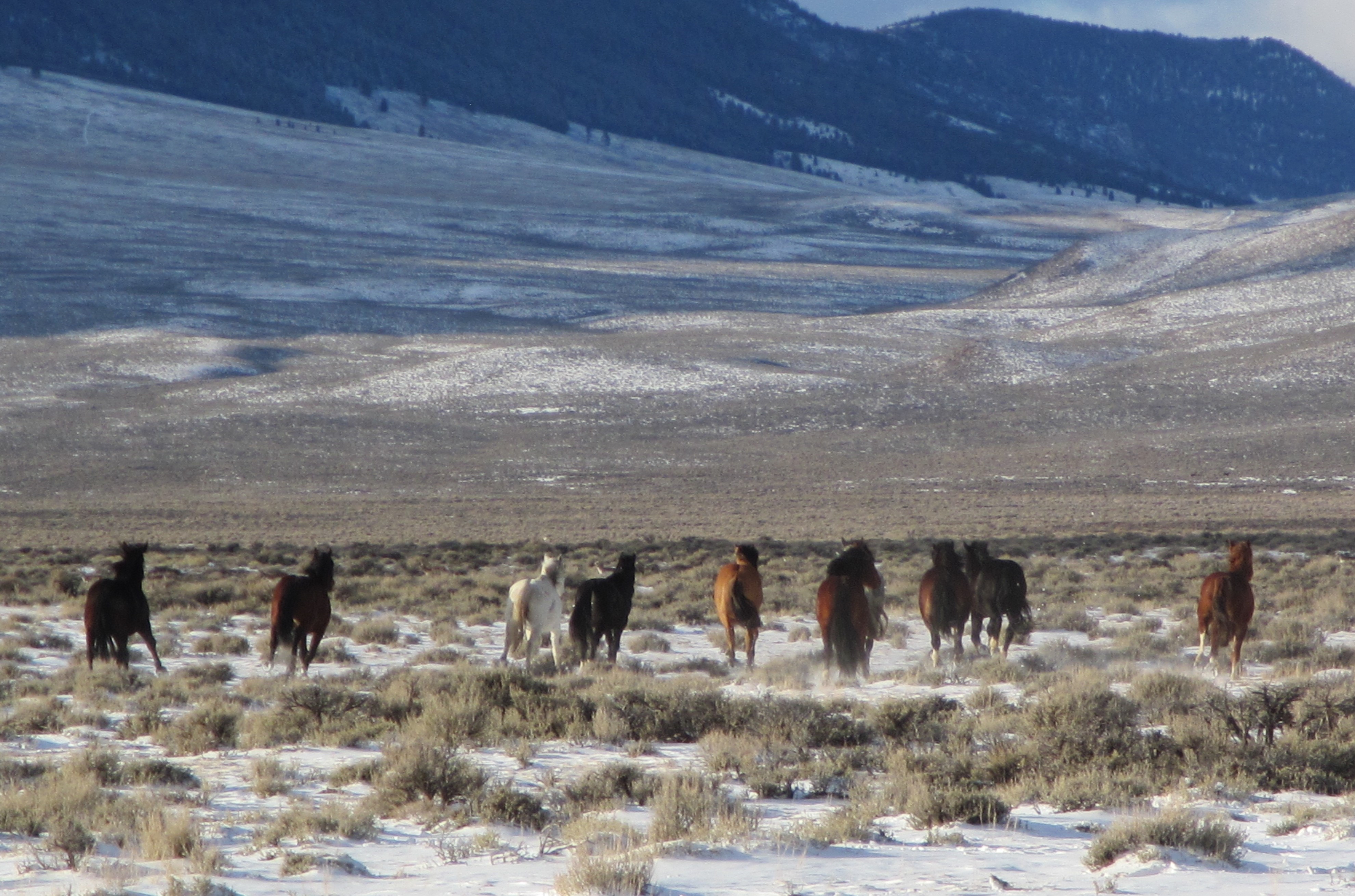 BLM releases wild horses back to the Challis Wild Horse Herd Management
